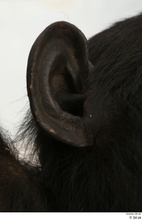 Chimpanzee Bonobo ear 0011.jpg